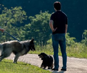 Zwei Hundehalter, deren Hunde sich beschnuppern